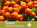 French Marigold, Harmony Flower Seeds - 50 Heirloom Seeds, Dwarf Marigold, Bi-Colored Double Blooms, Medicinal Herb, Edible Flowers, Non-GMO