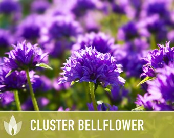 Cluster Bellflower Flower Seeds - Heirloom Seeds, Dwarf