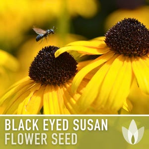 Heirloom Black-Eyed Susan Seeds, Native Rudbeckia Hirta Flower Bild 4
