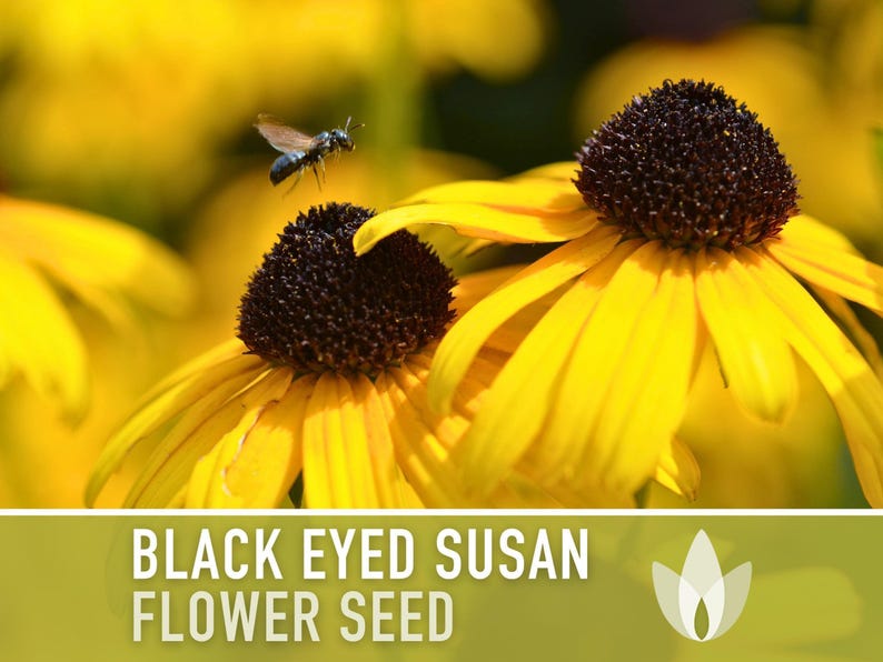 Heirloom Black-Eyed Susan Seeds, Native Rudbeckia Hirta Flower Bild 4
