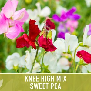 Sweet Pea Seeds, Knee High Flower Mix, Lathyrus Odoratus image 4