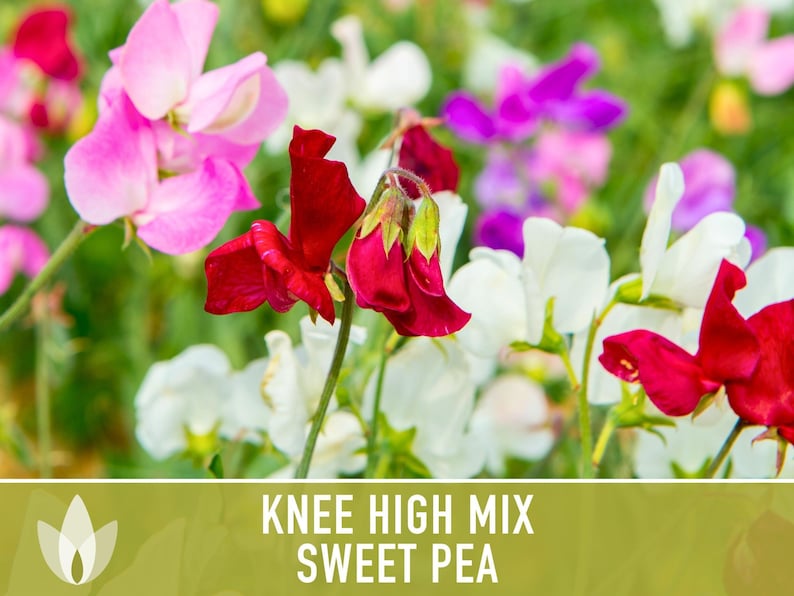 Sweet Pea Seeds, Knee High Flower Mix, Lathyrus Odoratus image 4