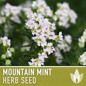 Mountain Mint Seeds - Heirloom Seeds, Medicinal Plant, Minty White Flowers, Pollinator Friendly, Perennial, Non-GMO