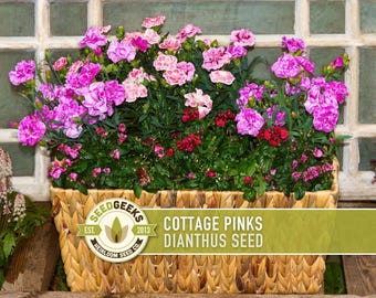 Cottage Pinks Dianthus Seeds – Heirloom Edible Flower, Pollinator Garden