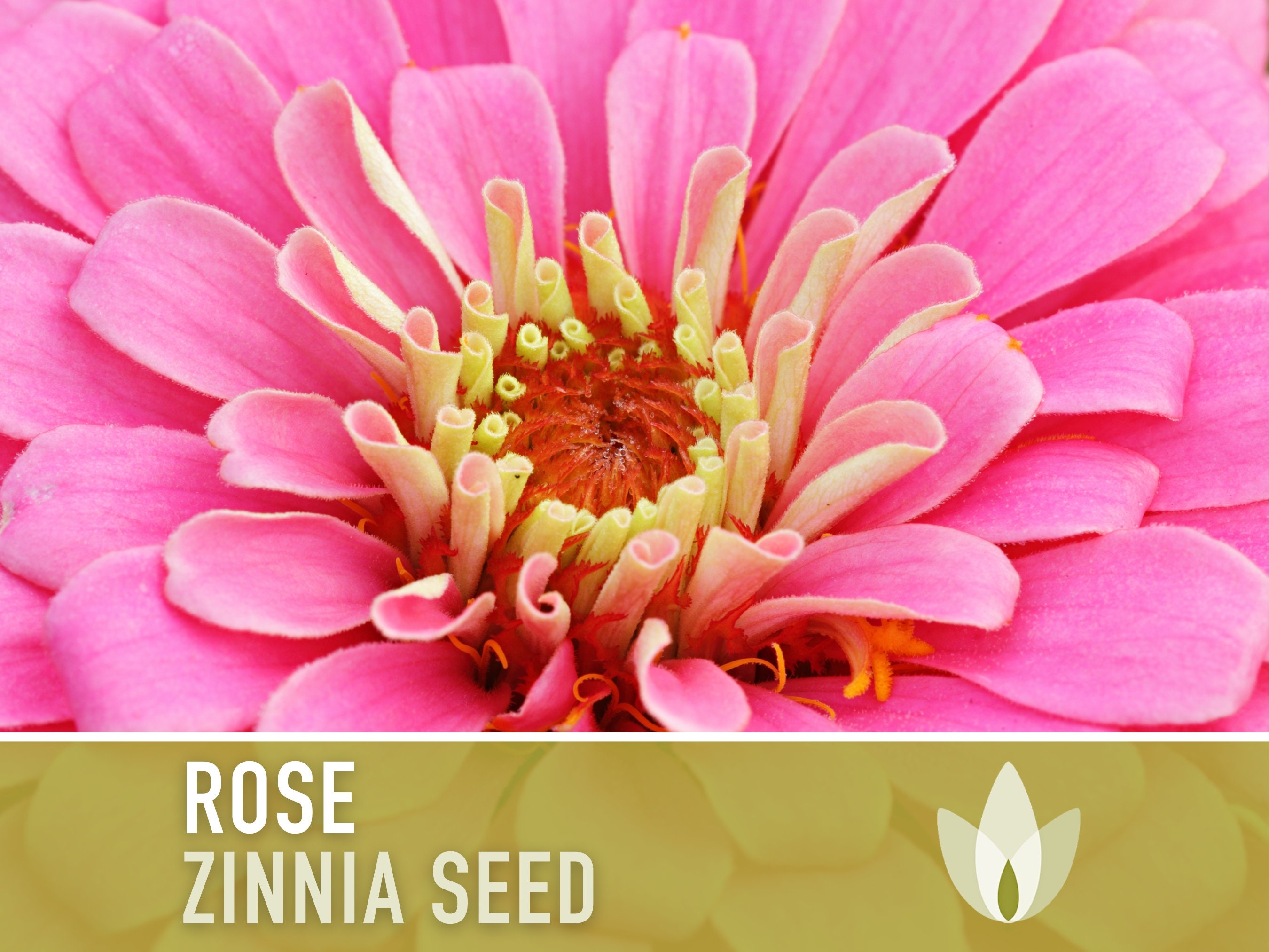 Heirloom Pink Zinnia Seeds - Luminosa - 75 Seeds - Very Easy To Grow