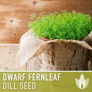 Dwarf Fernleaf Dill Seeds | 40+ Seeds, Heirloom, Culinary & Medicinal Herb, Butterfly Host | Anethum graveolens image 4