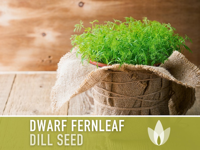 Dwarf Fernleaf Dill Seeds | 40+ Seeds, Heirloom, Culinary & Medicinal Herb, Butterfly Host | Anethum graveolens image 4
