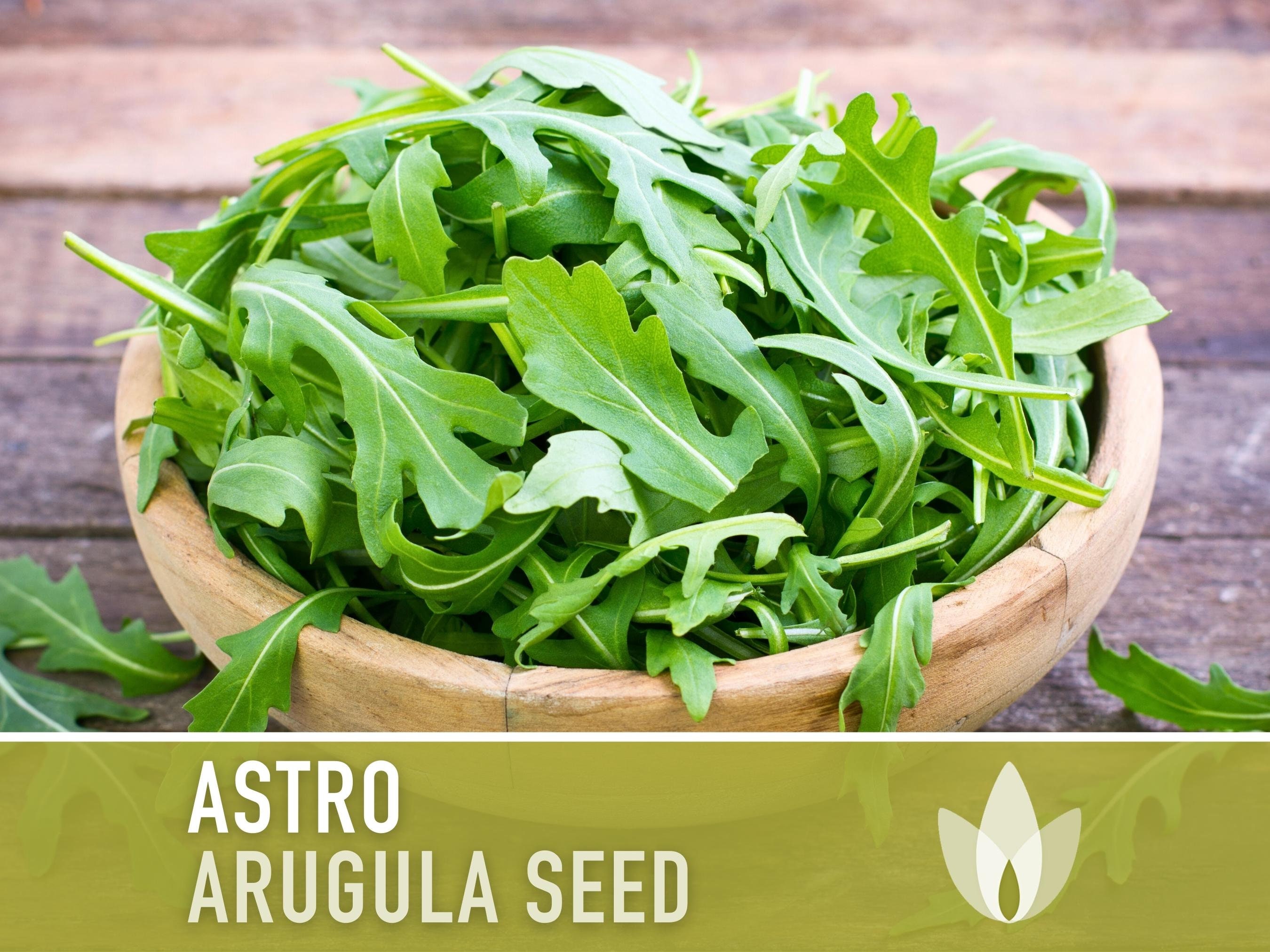 thumbnail image 2 of Astro Arugula Seeds - Eruca Sativa - Non-GMO - 400+ Seeds For Planting 2 of 5