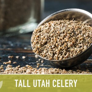 Tall Utah Celery Seeds - Heirloom, Open Pollinated, Non-GMO image 7