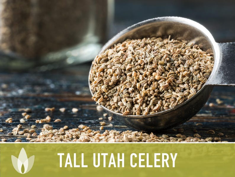 Tall Utah Celery Seeds - Heirloom, Open Pollinated, Non-GMO image 7