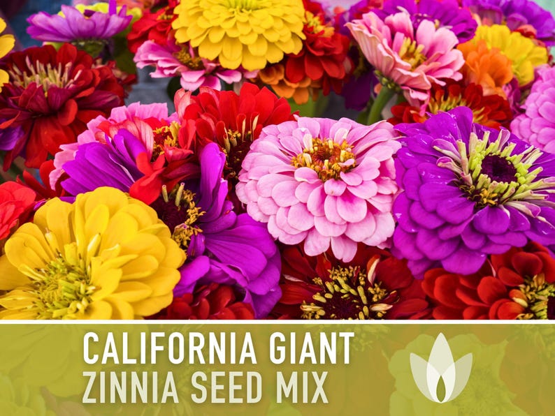 California Giant Zinnia Seed Mix | 100+ Seeds, Heirloom Flowers, Butterfly Garden, Zinnia elegans image 6