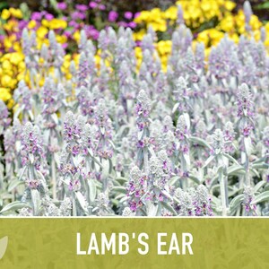 Lamb's Ear Flower Seeds – Heirloom Stachys Byzantina, Pollinator Friendly afbeelding 6