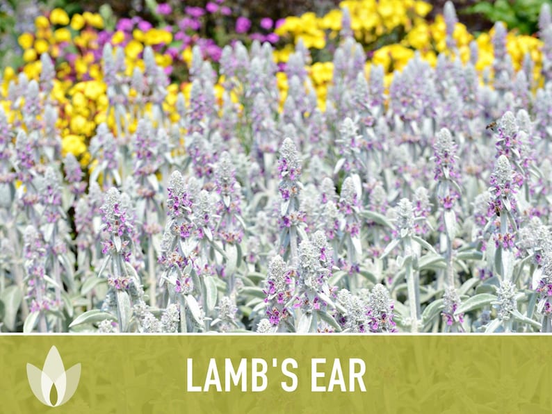 Lamb's Ear Flower Seeds – Heirloom Stachys Byzantina, Pollinator Friendly afbeelding 6