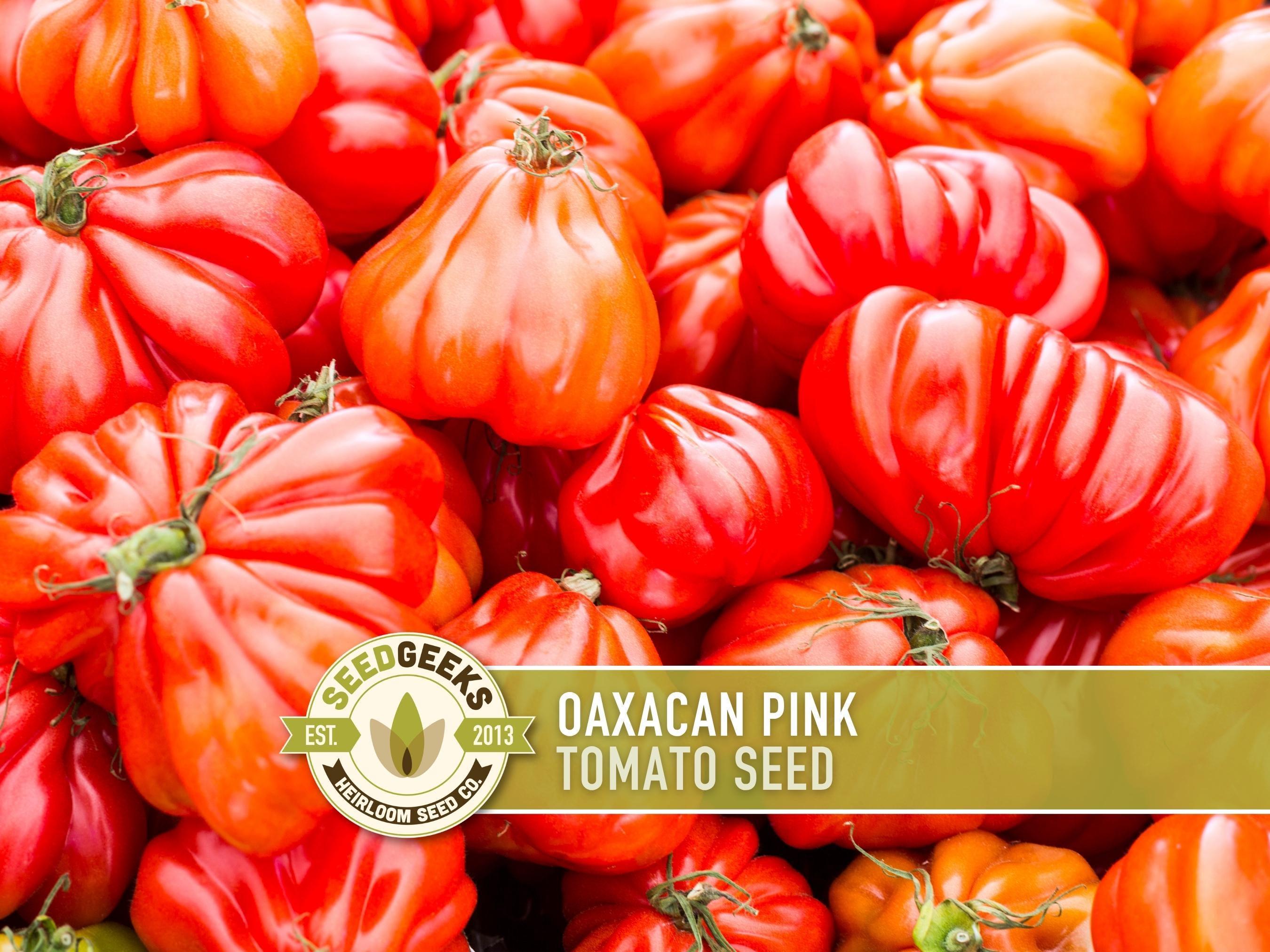 Oaxacan Pink Tomato Seeds - Heirloom, Non-gmo - Etsy