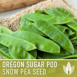 May include: A close-up of a pile of fresh green sugar snap peas on a burlap surface. The text "OREGON SUGAR POD SNOW PEA SEED" is visible at the bottom of the image.