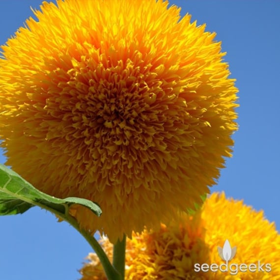 bear sunflower