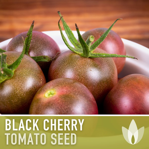 Black Cherry Tomato Seeds - Heirloom, Cherry Tomato, Indeterminate, Purple Tomato, Bruschetta, Container Garden, Black Tomato, OP, Non-GMO