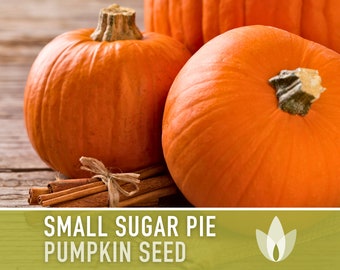 Small Sugar Pie Pumpkin Heirloom Seeds