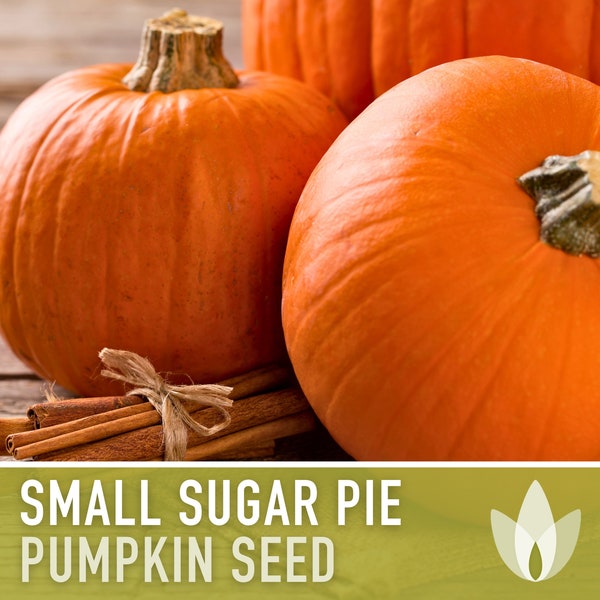 Small Sugar Pie Pumpkin Heirloom Seeds