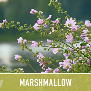 Marshmallow Herb Seeds | 50+ Seeds, Organic, Medicinal, Culinary, Heirloom Flower, Althaea Officinalis image 11