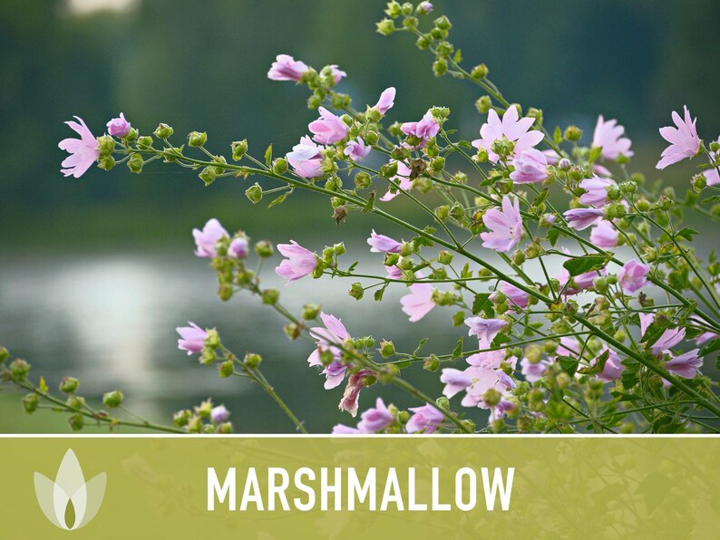 Marshmallow Herb Seeds | 50+ Seeds, Organic, Medicinal, Culinary, Heirloom Flower, Althaea Officinalis image 11
