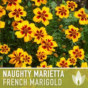 French Marigold, Naughty Marietta - 100 Seeds - Heirloom Flower Seeds, AAS Winner, Medicinal, Pollinator Garden, Annual, Edible, Non-GMO