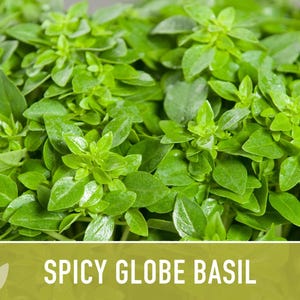 Spicy Globe Basil Seeds - Heirloom, Culinary Herb afbeelding 10