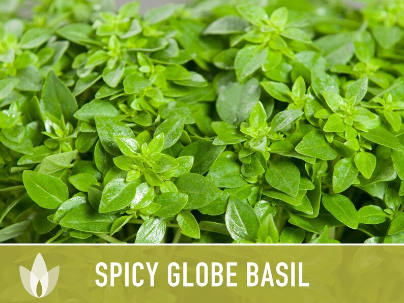 Spicy Globe Basil Seeds - Heirloom, Culinary Herb afbeelding 10