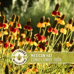 Mexican Hat Coneflower Seeds - Pollinator Friendly, Prairie Wildflower