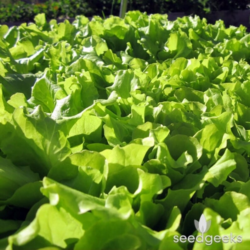 Black Seeded Simpson Lettuce Heirloom Seeds Etsy