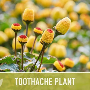 Toothache Plant Seeds | 50+ Seeds, Heirloom Medicinal Herb, Electric Daisy, Spilanthes Oleracea image 10