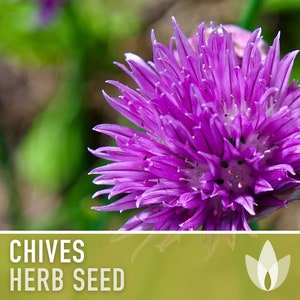 Chives Heirloom Herb Seeds image 6
