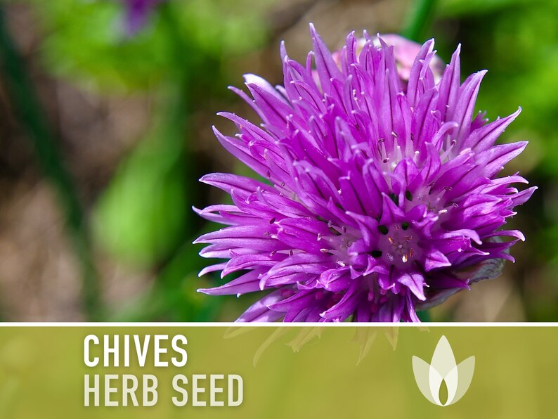 Chives Heirloom Herb Seeds image 6