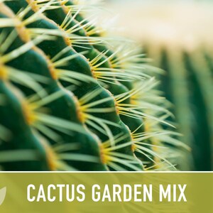 Cactus Garden Seed Mix | 50+ Seeds, Saguaro, Prickly Pear, Hedgehog, Santa Rita, Desert, Cactaceae image 9