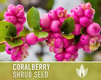 Coralberry Seeds - Heirloom Seeds, Medicinal Plant, Insect Friendly, Floral Arrangements, Indian Currant, Buckbrush, OP, Non-GMO