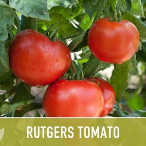 Rutgers Heirloom Tomato Seeds | Organic Garden, Canning & Soup | Open Pollinated, Non-GMO, Disease-Resistant | 50+ Seeds image 6
