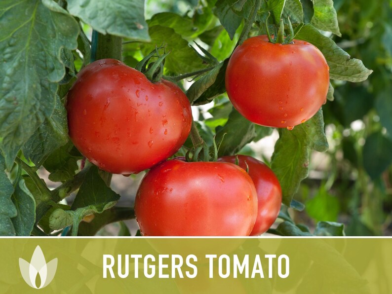 Rutgers Heirloom Tomato Seeds | Organic Garden, Canning & Soup | Open Pollinated, Non-GMO, Disease-Resistant | 50+ Seeds image 6