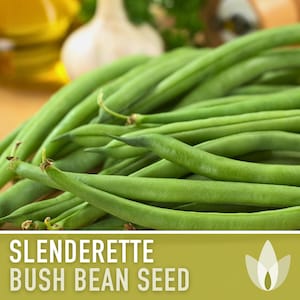 Slenderette Bush Bean Seeds - Heirloom Seeds, Stringless Bean Seeds, High Yield, Easy To Grow, Open Pollinated, Non-GMO
