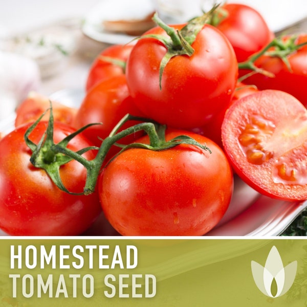 Homestead Improved Tomato Seeds - Heirloom Seeds, Floridade, Determinate, Slicing Tomato, Canning Tomato, High Yield, Heat Loving, Non-GMO