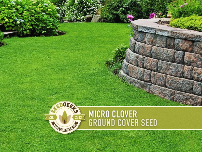 Micro Clover Seeds | 100,000+ Seeds 4 oz, Lawn Alternative, Drought Tolerant | Trifolium repens image 6