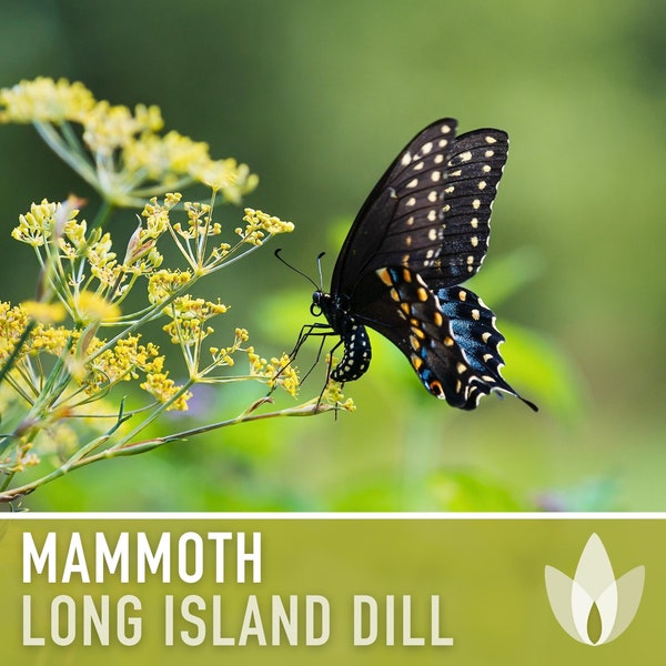 Mammoth Long Island Dill Seeds - Heirloom Pickling Spice, Swallowtail Butterfly, Culinary Herb, Butterfly Garden, Beneficial Bug, Non-GMO