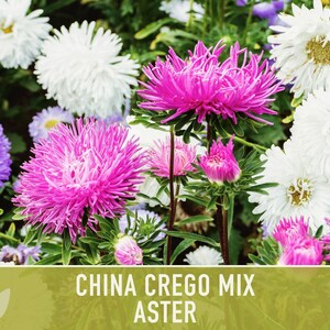 China Aster Crego Mix Flower Seeds | 100+ seeds, Heirloom, Nectar Source, Wildflower, Callistephus chinensis image 11