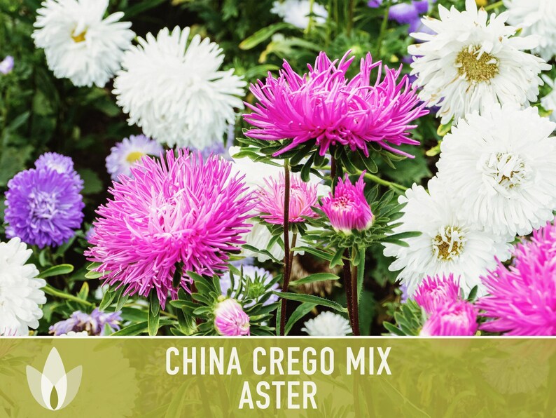 China Aster Crego Mix Flower Seeds | 100+ seeds, Heirloom, Nectar Source, Wildflower, Callistephus chinensis image 11