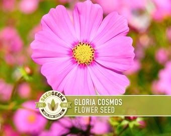 Cosmos, Gloria Heirloom Flower Seeds - Cut Flowers, Butterfly Garden, Pollinator Friendly, Non-GMO