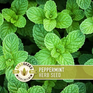 May include: Close-up of vibrant green peppermint leaves. The image features a dense arrangement of the plant's textured leaves, showcasing their natural patterns. A banner with the text "PEPPERMINT HERB SEED" and a logo is visible.