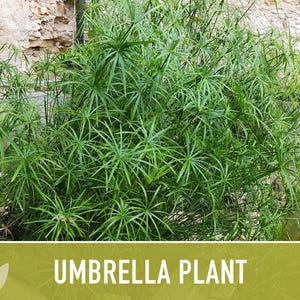 Umbrella Plant Seeds – Cyperus Alternifolius, Ornamental Grass image 11
