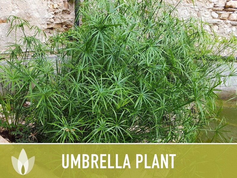 Umbrella Plant Seeds – Cyperus Alternifolius, Ornamental Grass image 11