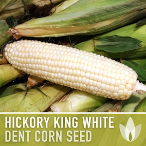 Hickory King White Corn Heirloom Seeds - Dent Corn, Sweet Corn, Milling Corn, Roasting Corn, Open Pollinated, Non-GMO