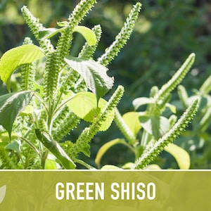 Green Shiso Herb Seeds Heirloom Seeds, Asian Seeds, Culinary Herb, Perilla Seeds, Umeboshi Plums, Radish Pickles, Open Pollinated, Non-GMO image 9