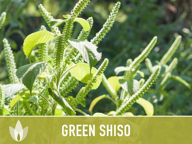 Green Shiso Herb Seeds Heirloom Seeds, Asian Seeds, Culinary Herb, Perilla Seeds, Umeboshi Plums, Radish Pickles, Open Pollinated, Non-GMO image 9